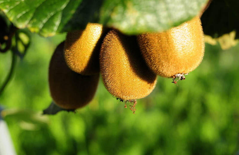 Kiwis Ecológicos